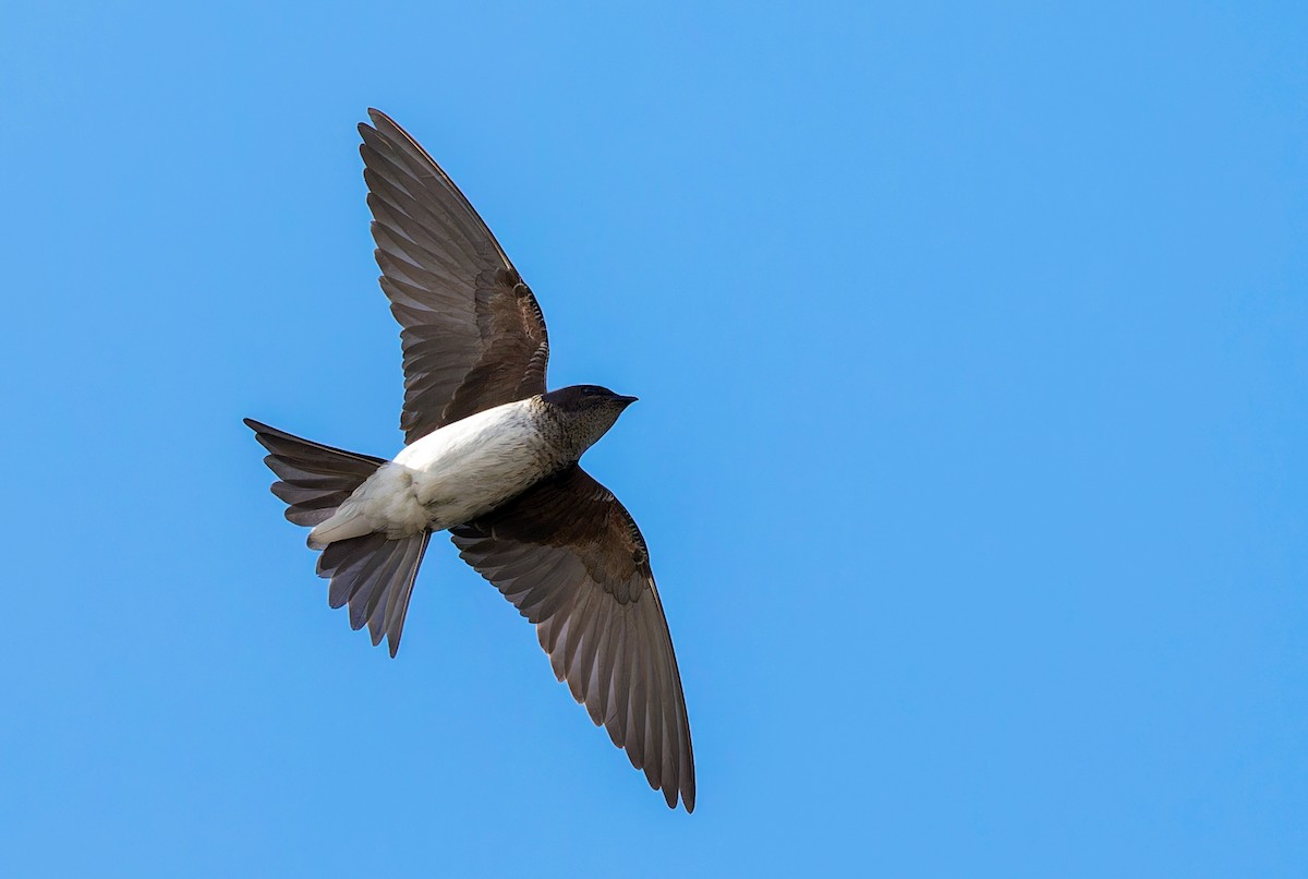 Gray-breasted Martin - ML626500519