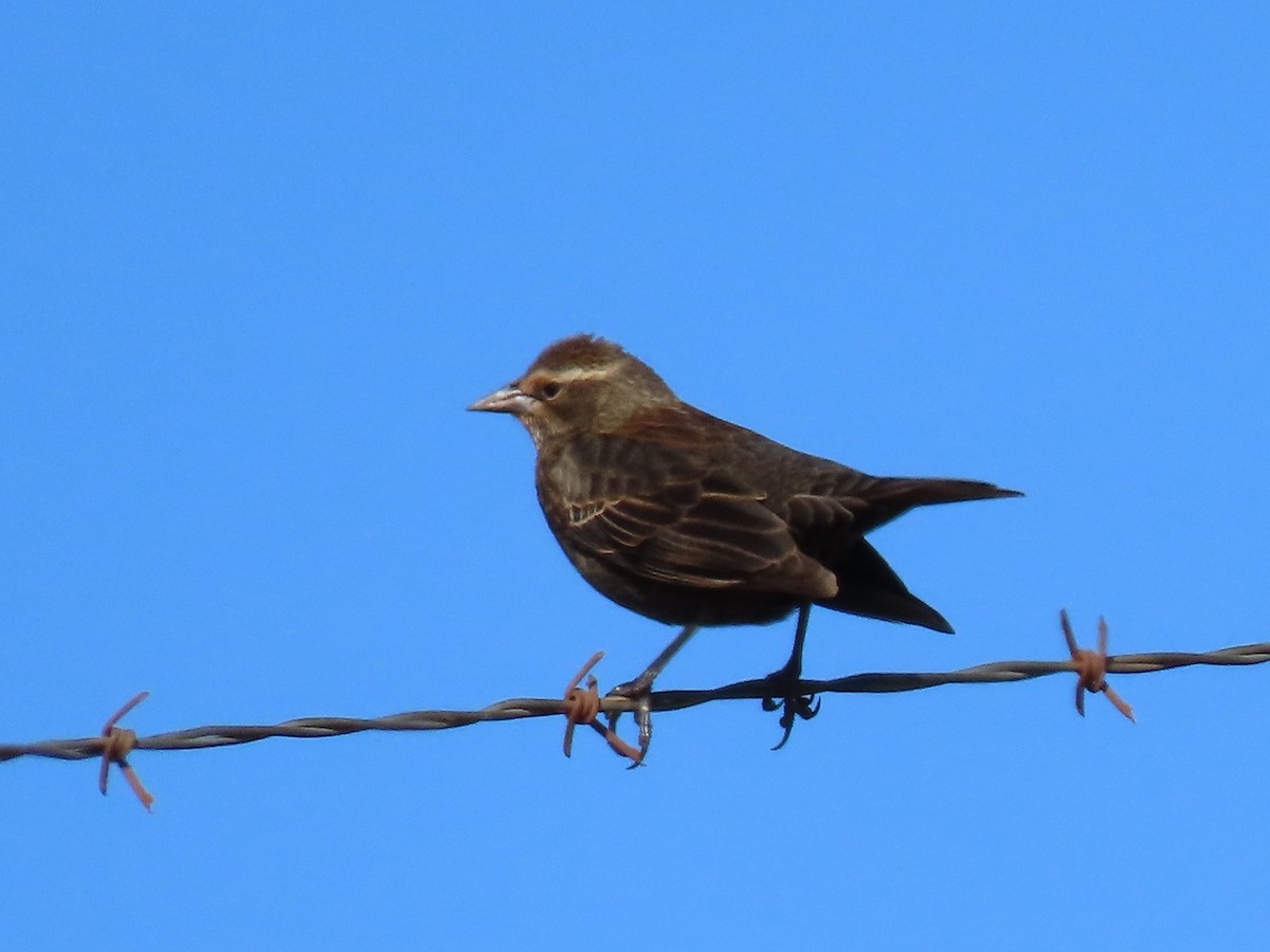 Red-winged Blackbird - ML626500530