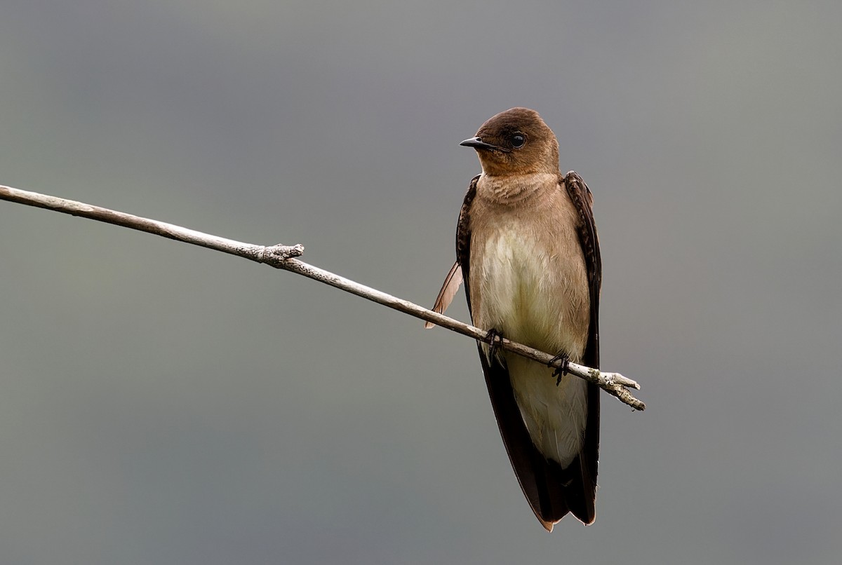 Southern Rough-winged Swallow - ML626500553