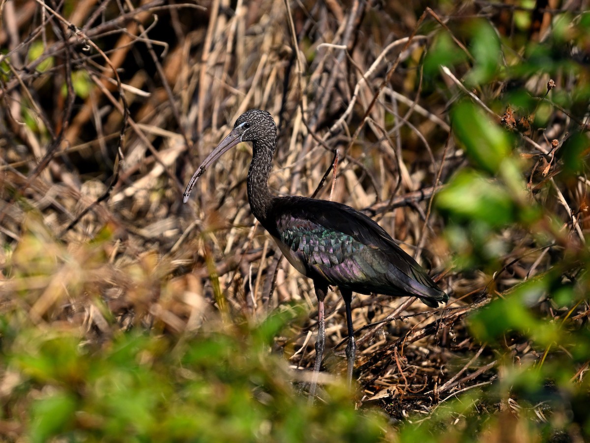 彩䴉 - ML626500826