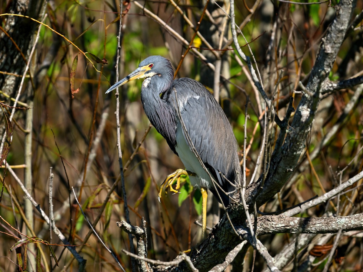 Tricolored Heron - ML626500834