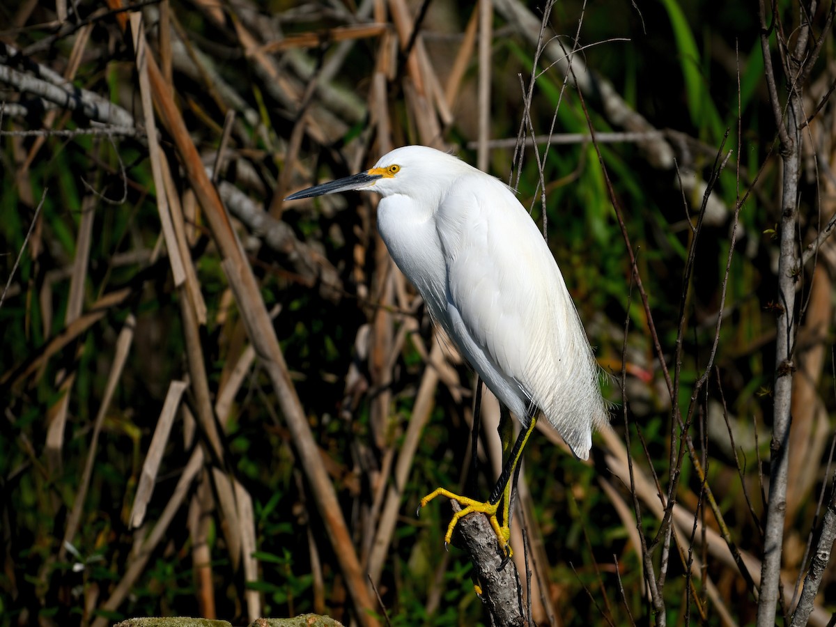 Snowy Egret - ML626500846