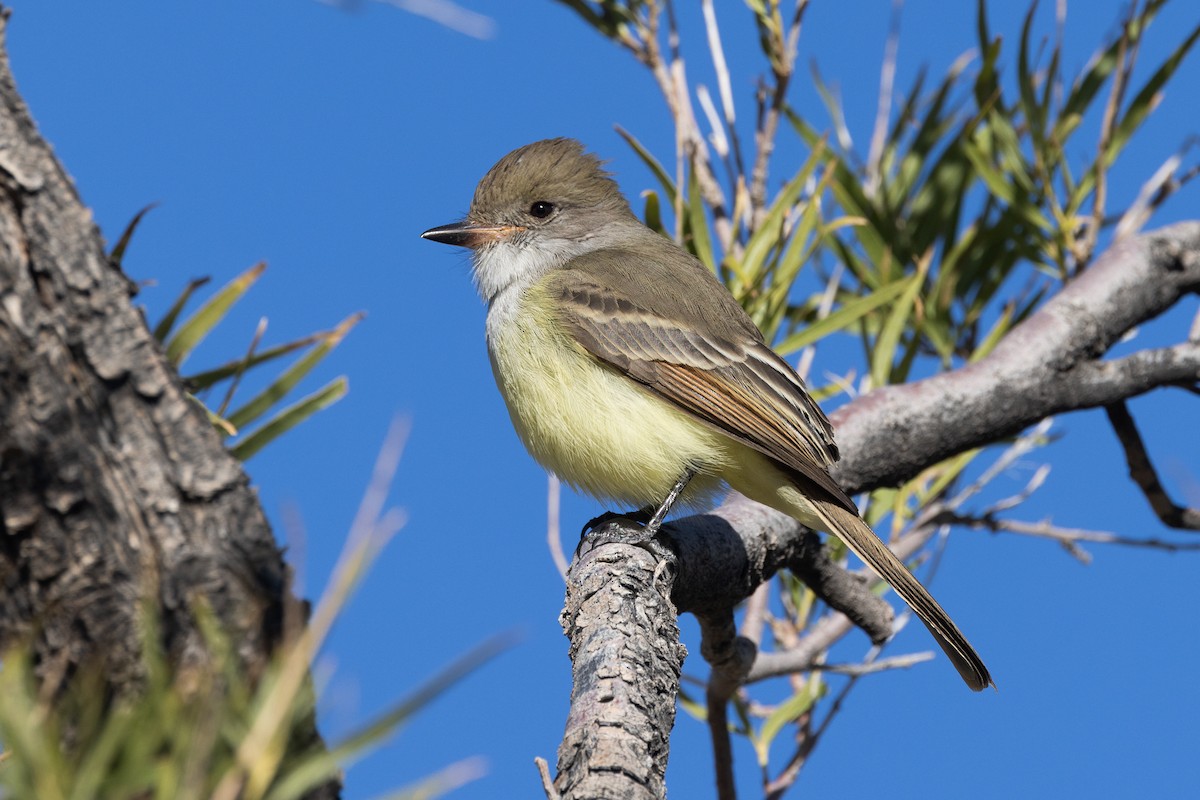 Nutting's Flycatcher - ML626500918