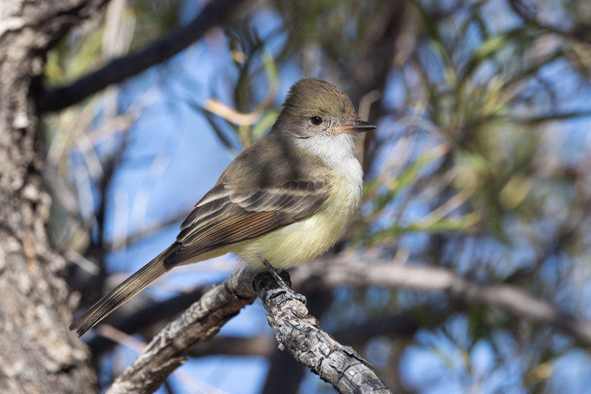 Nutting's Flycatcher - ML626500919