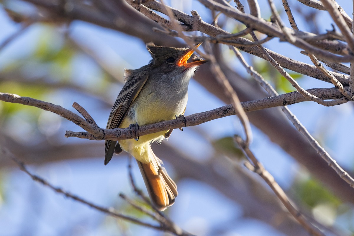 Nutting's Flycatcher - ML626500920