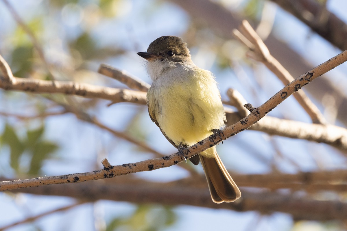 Nutting's Flycatcher - ML626500921