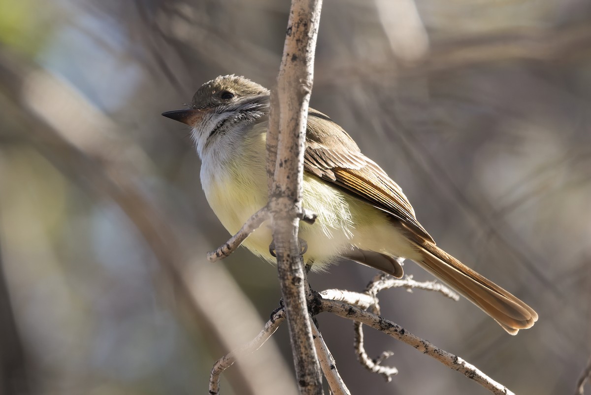 Nutting's Flycatcher - ML626500923