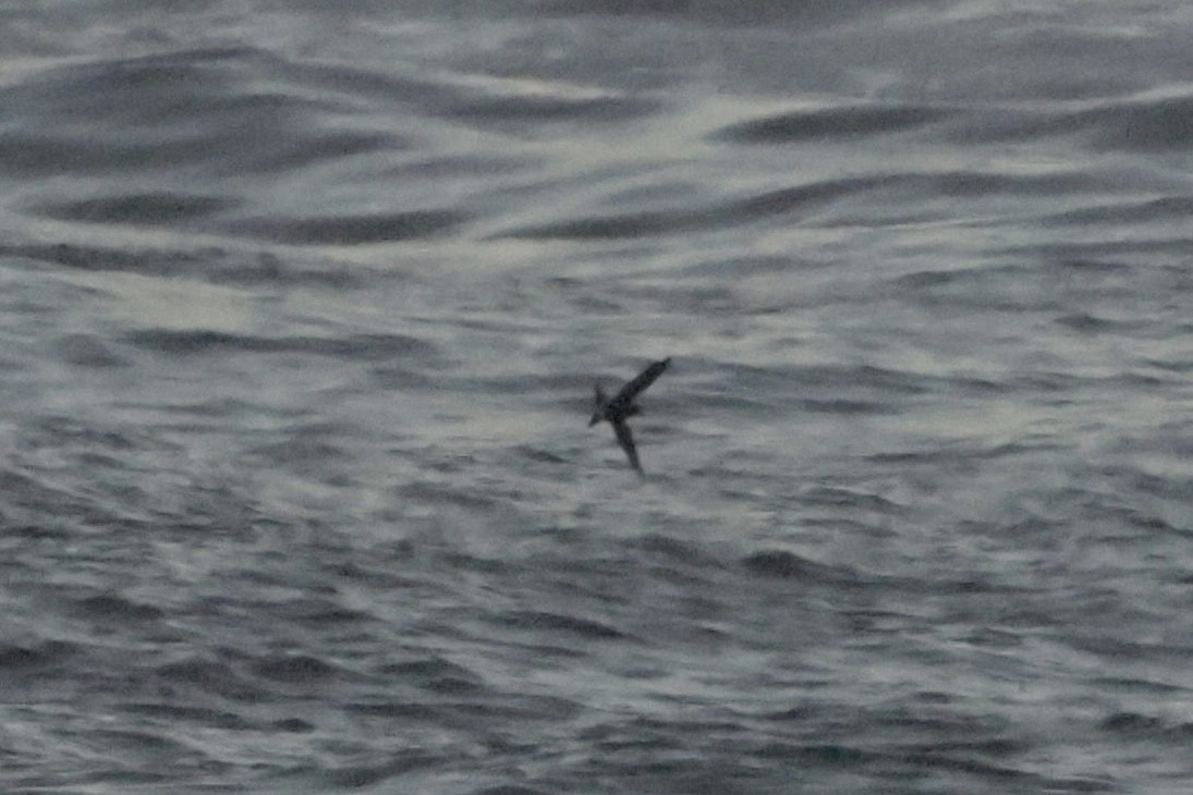 Leach's Storm-Petrel - ML626501086