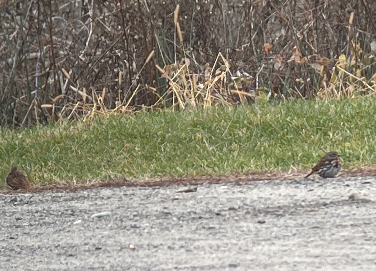 Fox Sparrow (Red) - ML626501154