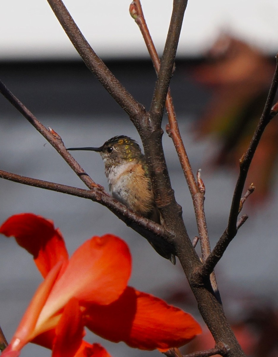 Rufous/Allen's Hummingbird - ML626501298