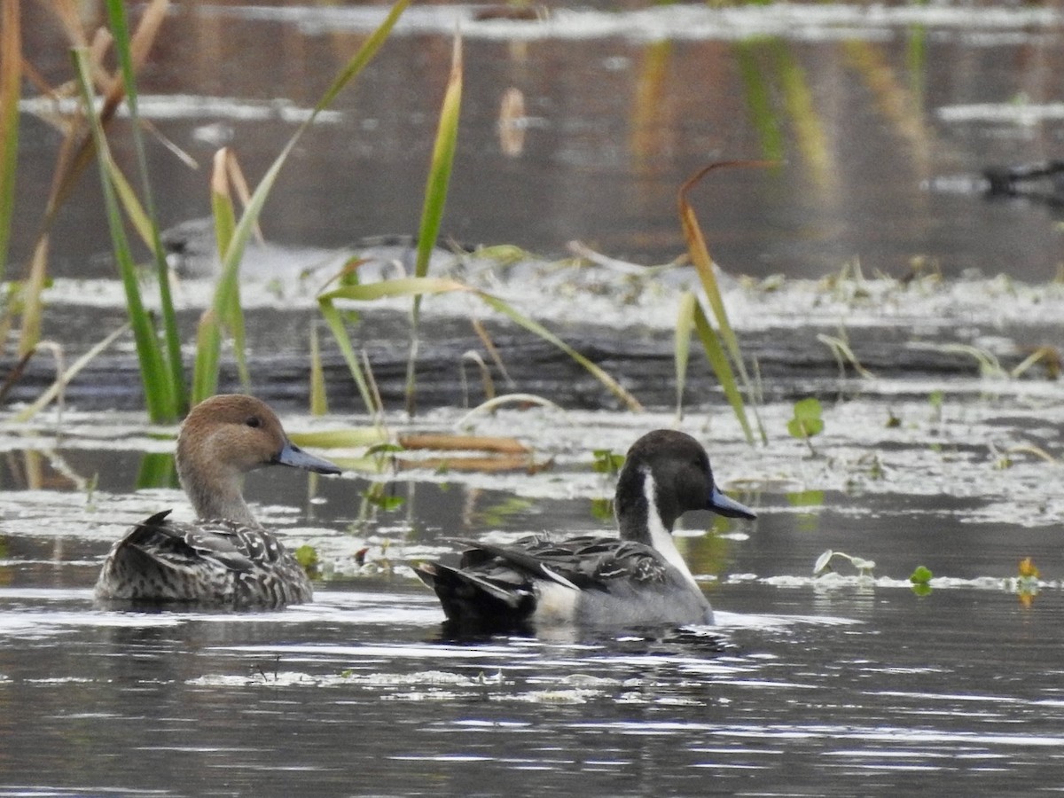 Шовтгор алаг нугас - ML626501355