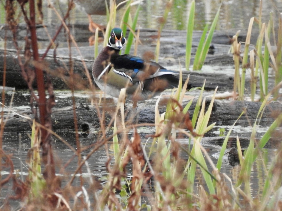Wood Duck - ML626501375