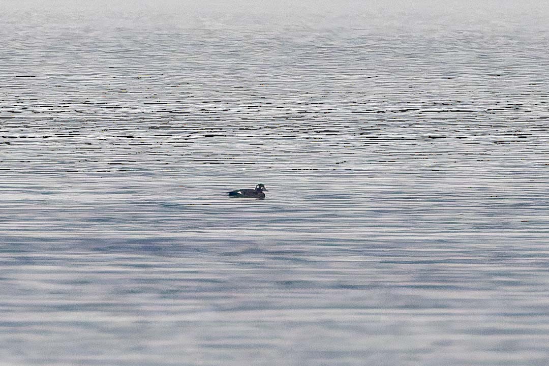 White-winged Scoter - ML626501403