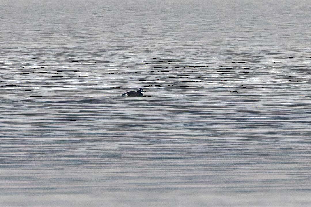 White-winged Scoter - ML626501404