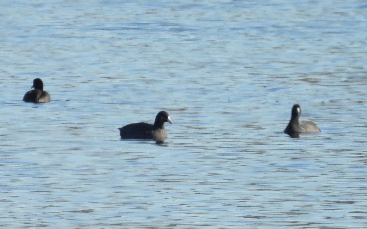 American Coot - ML626501409