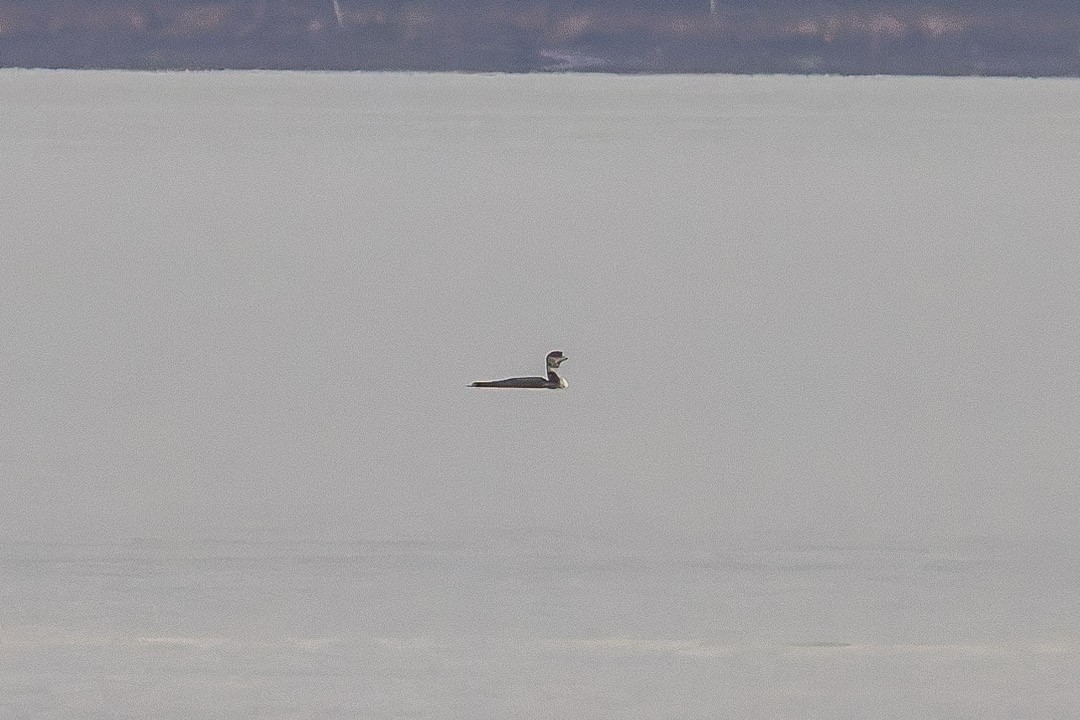 Common Loon - ML626501425