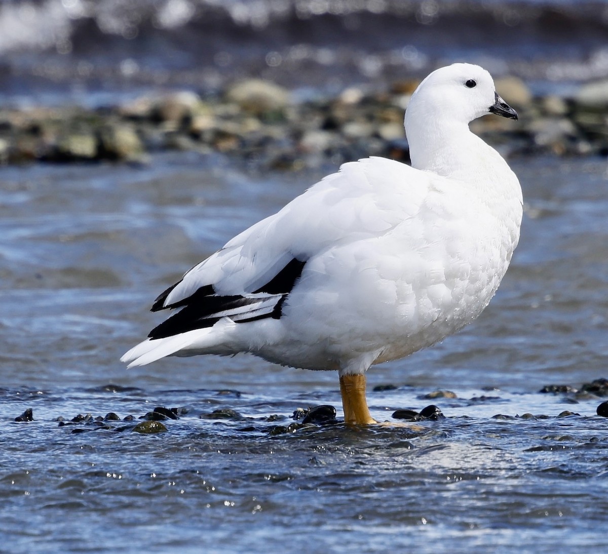 Kelp Goose - ML626501551