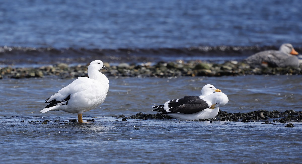 Kelp Goose - ML626501552