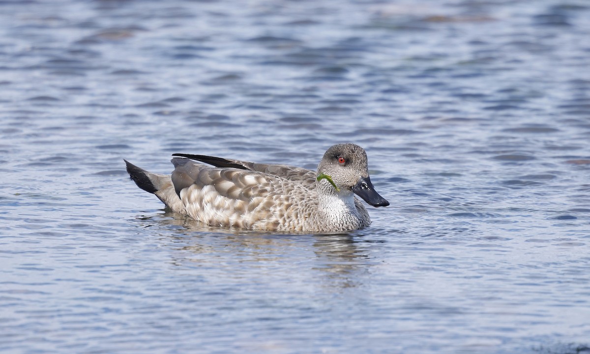 Crested Duck - ML626501557