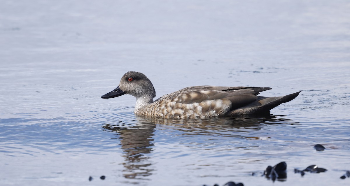 Crested Duck - ML626501558