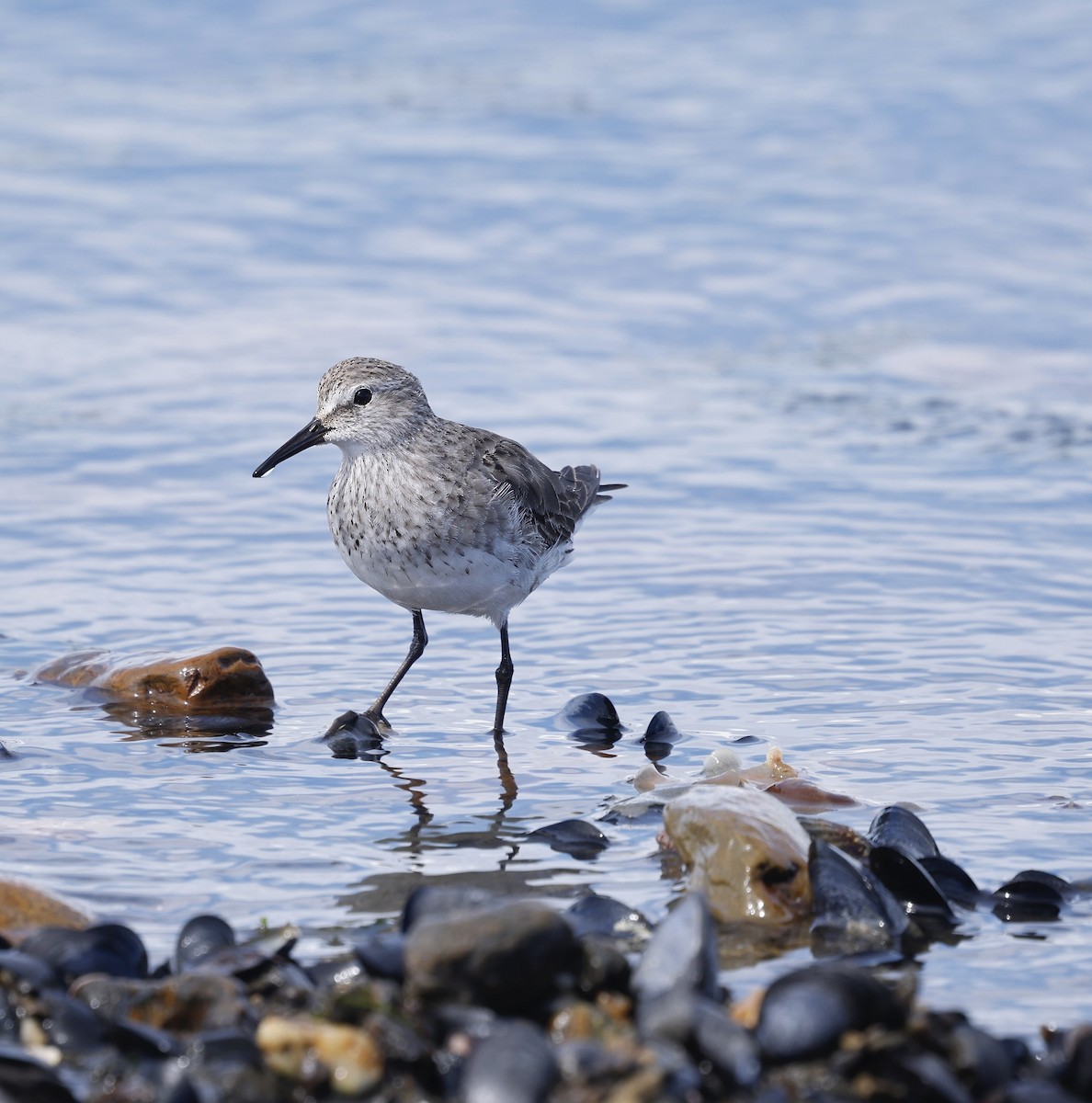 White-rumped Sandpiper - ML626501567