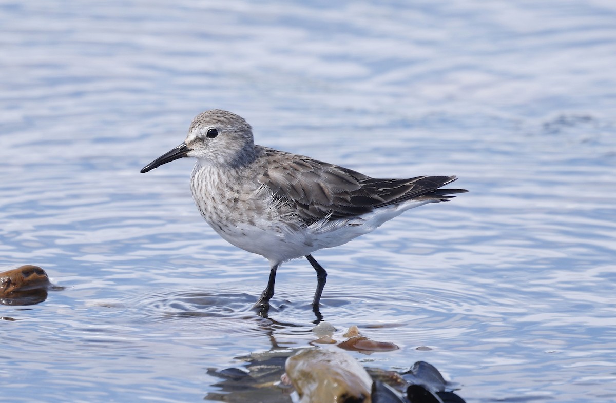 White-rumped Sandpiper - ML626501568