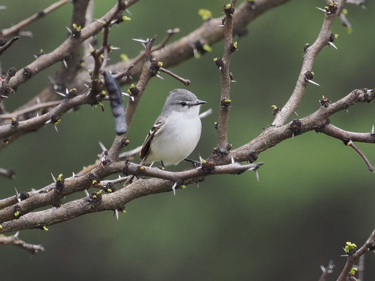 White-crested Tyrannulet (White-bellied) - ML626501667