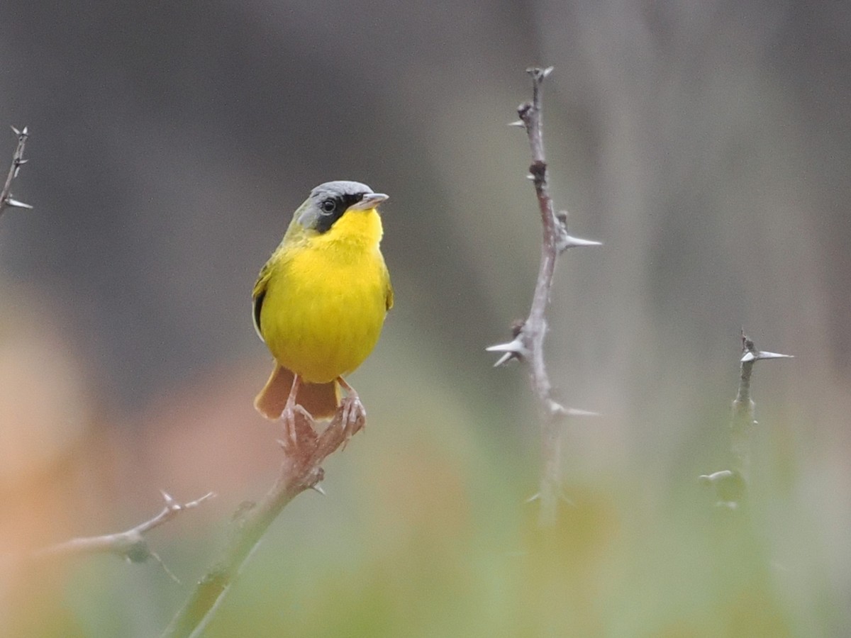 Southern Yellowthroat - ML626501674
