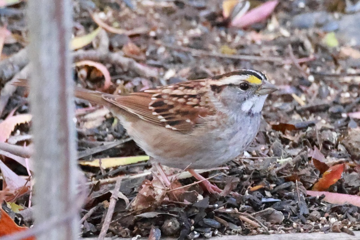 White-throated Sparrow - ML626501694