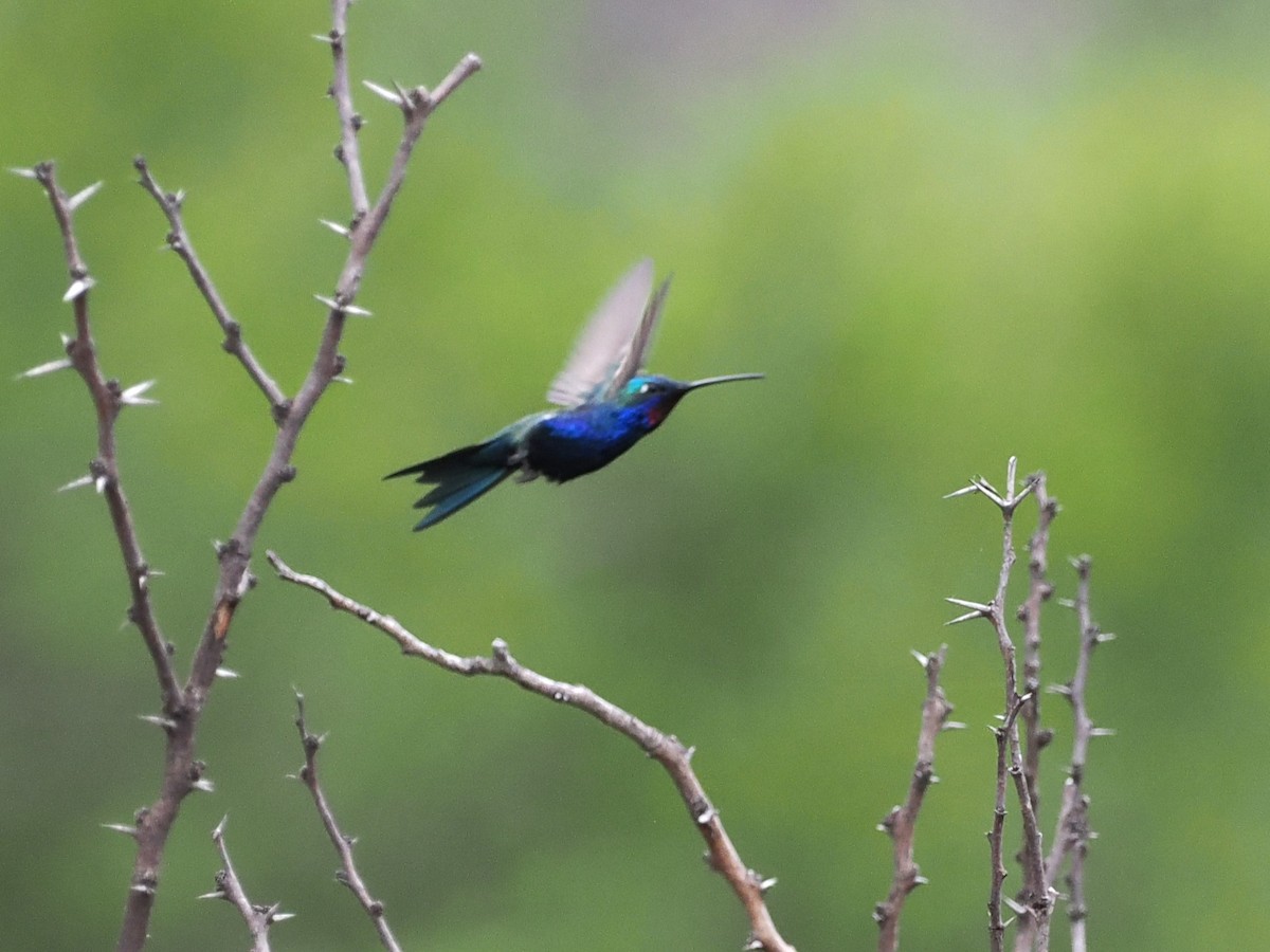 Blue-tufted Starthroat - ML626501702