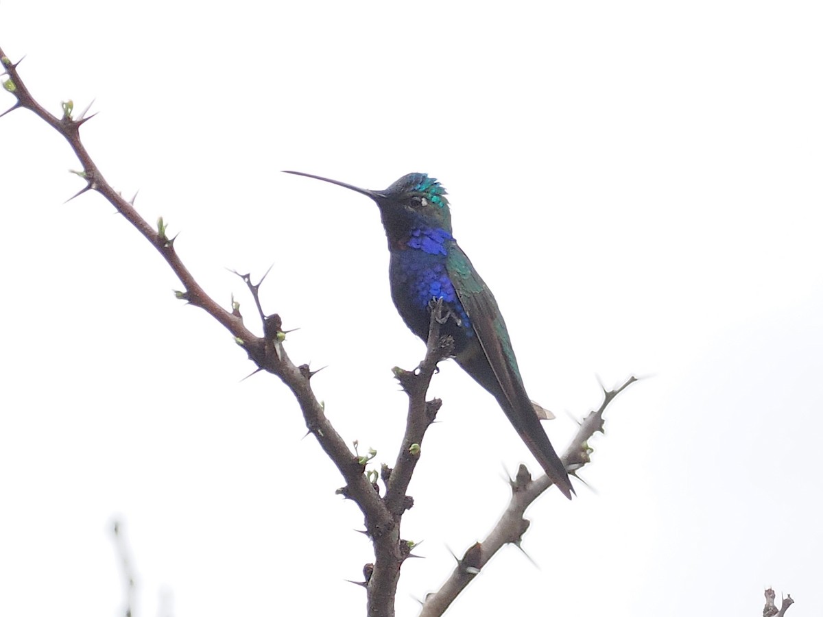 Blue-tufted Starthroat - ML626501703