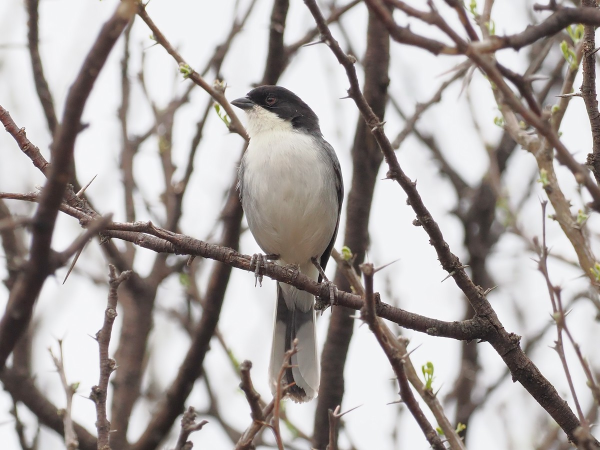 Black-capped Warbling Finch - ML626501765