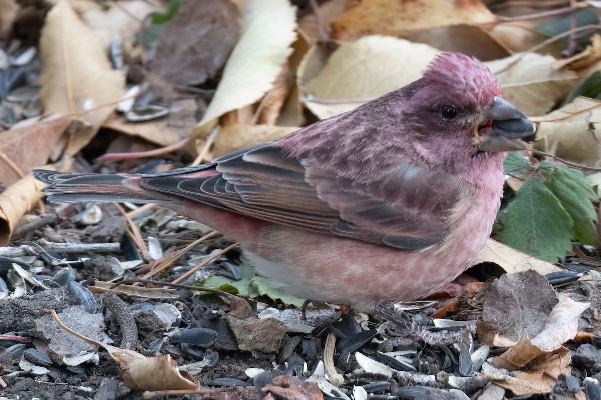 Purple Finch - ML626501884