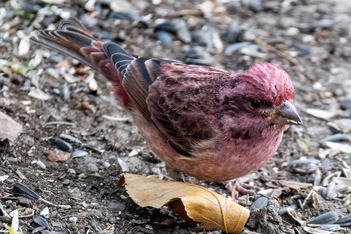 Purple Finch - ML626501885