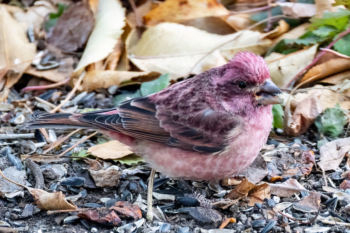 Purple Finch - ML626501886