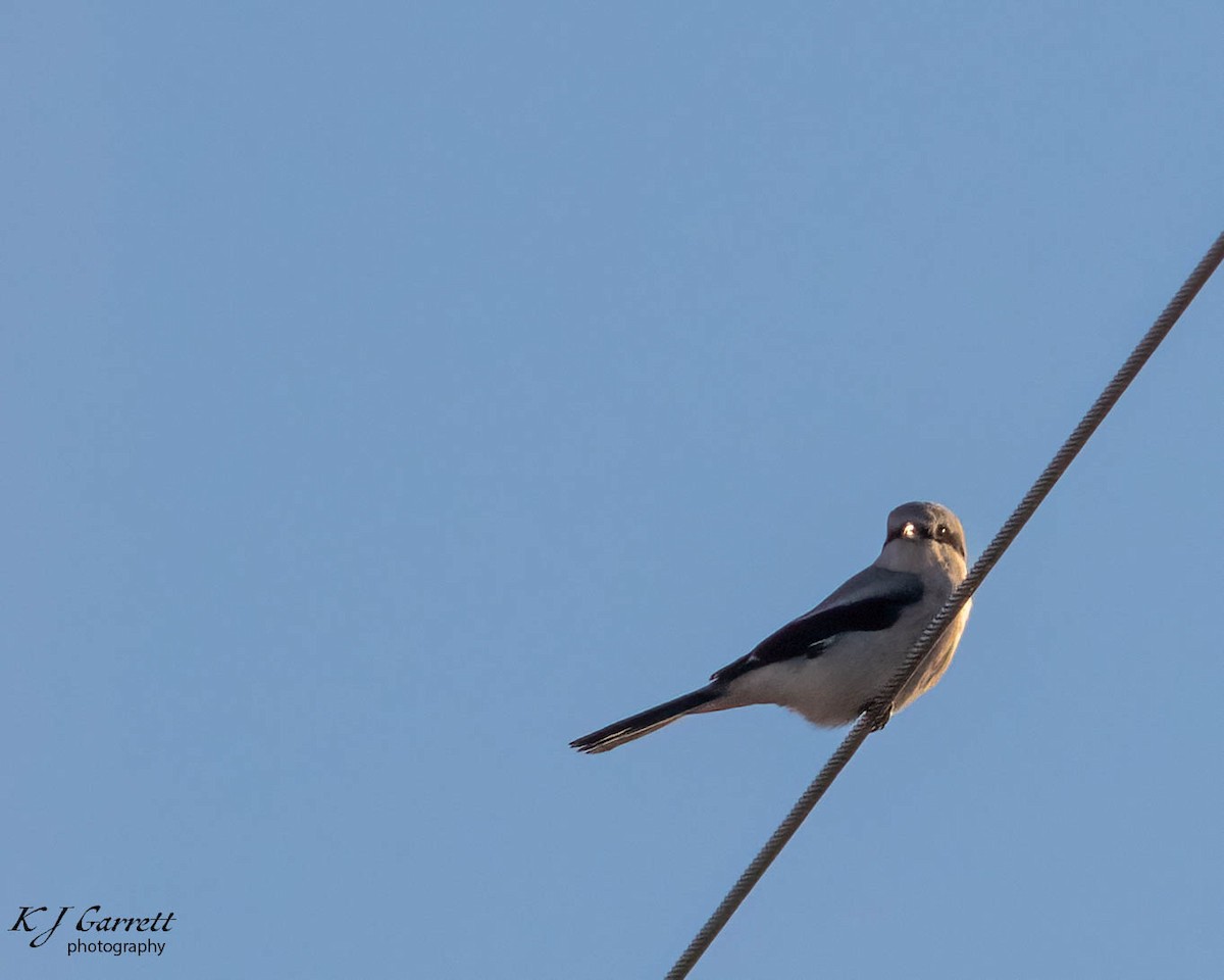 Northern Shrike - ML626501999