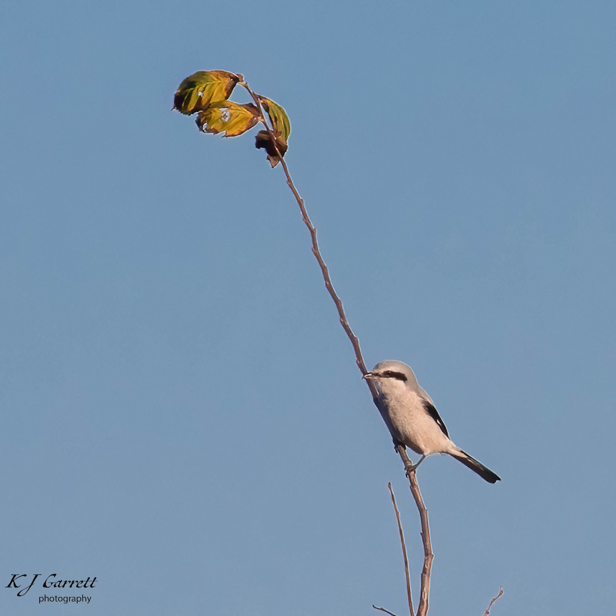 Northern Shrike - ML626502019