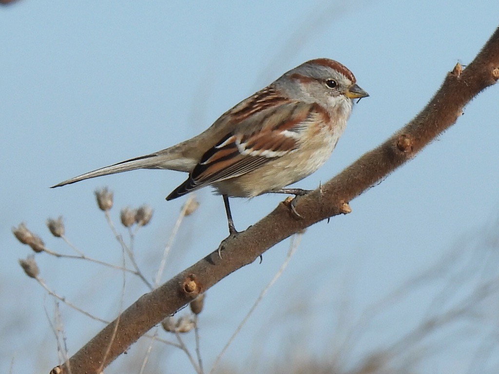 American Tree Sparrow - ML626502082