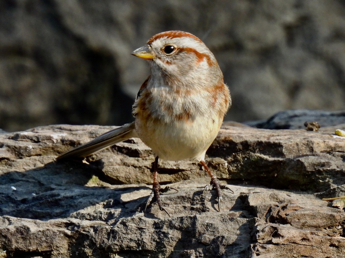 American Tree Sparrow - ML626502083