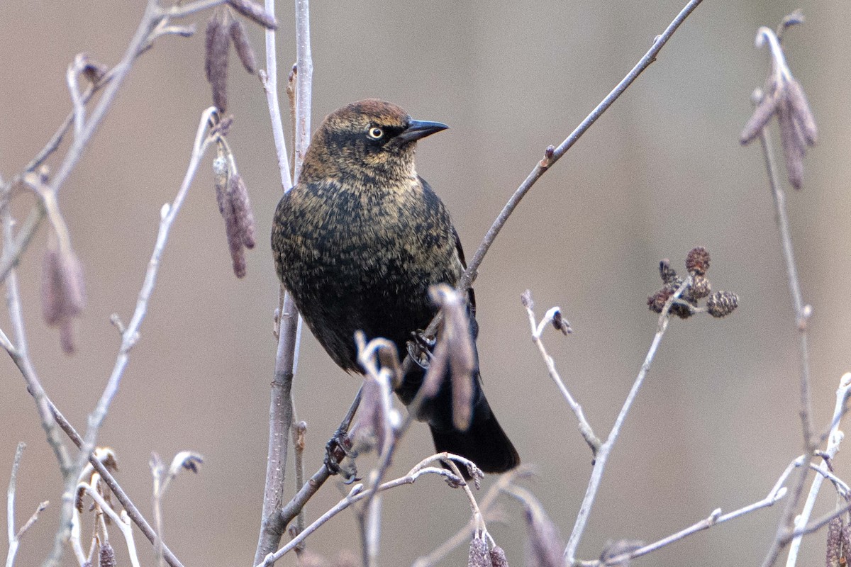 Rusty Blackbird - ML626502344