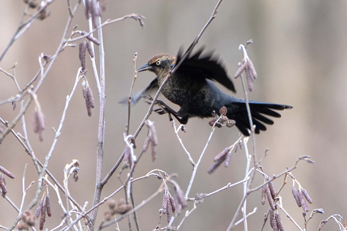 Rusty Blackbird - ML626502345