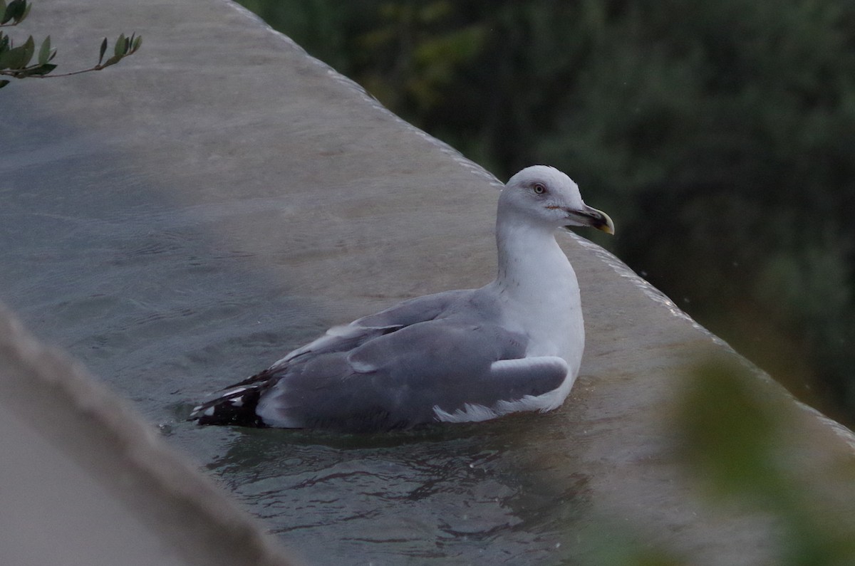 Yellow-legged Gull - ML626502360