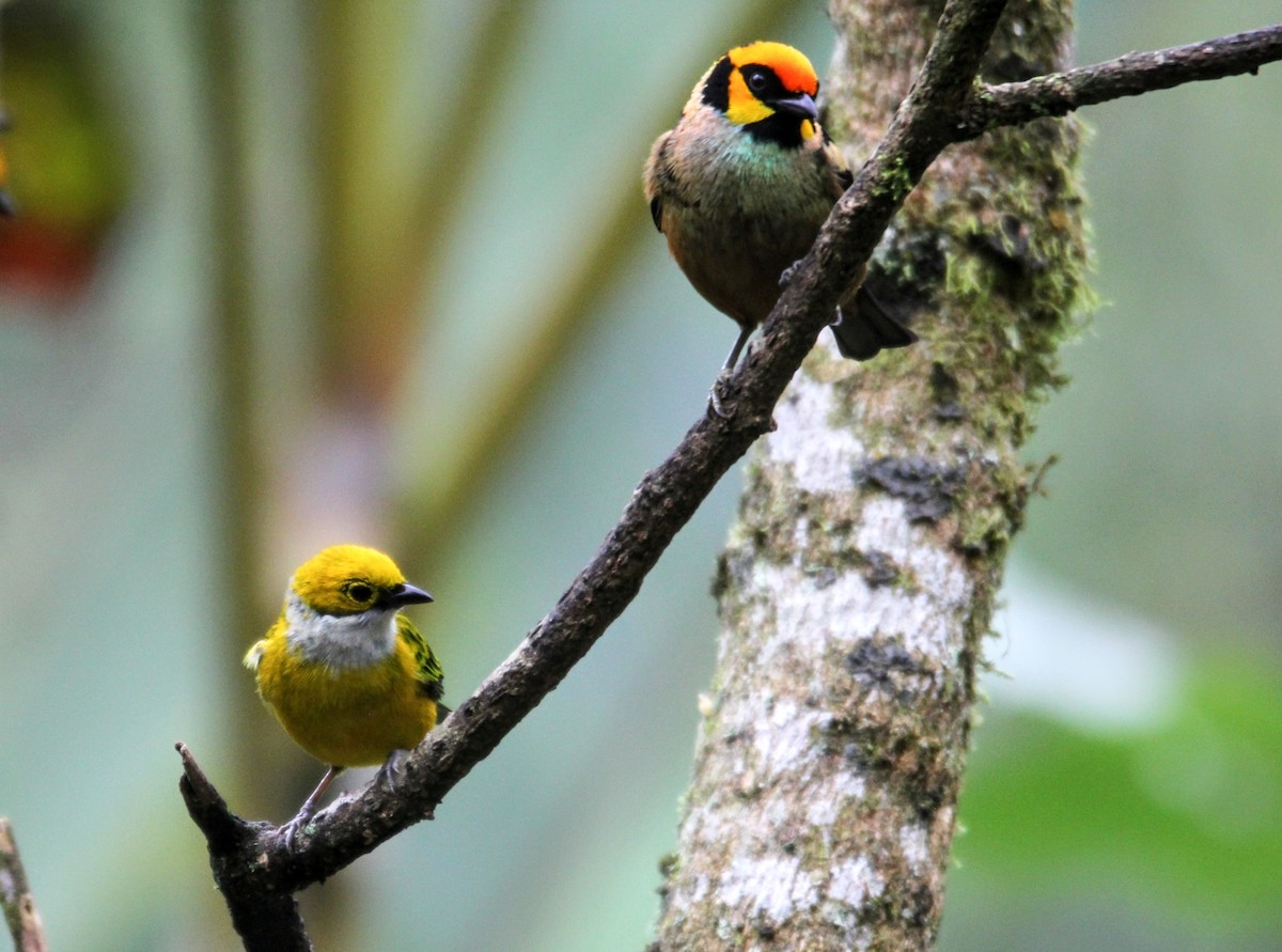 Flame-faced Tanager - ML626502399