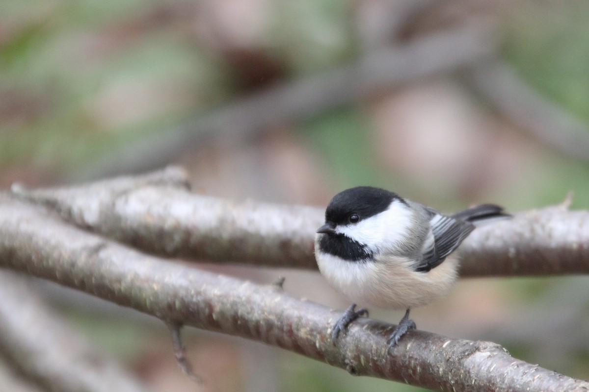 Black-capped Chickadee - ML626502469