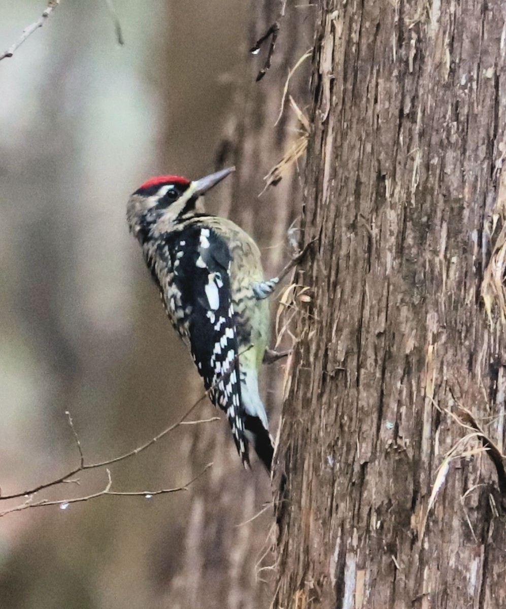 Yellow-bellied Sapsucker - ML626502950