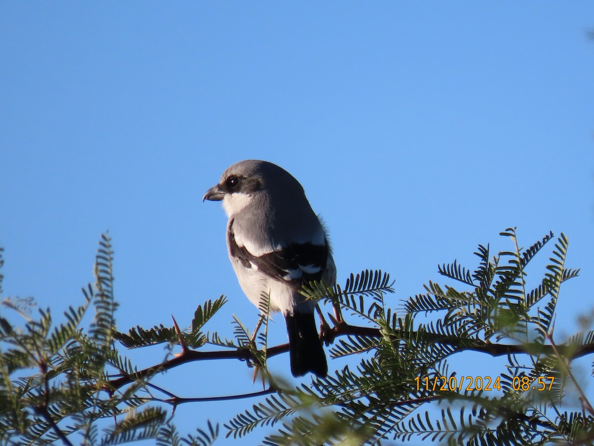 Loggerhead Shrike - ML626502972