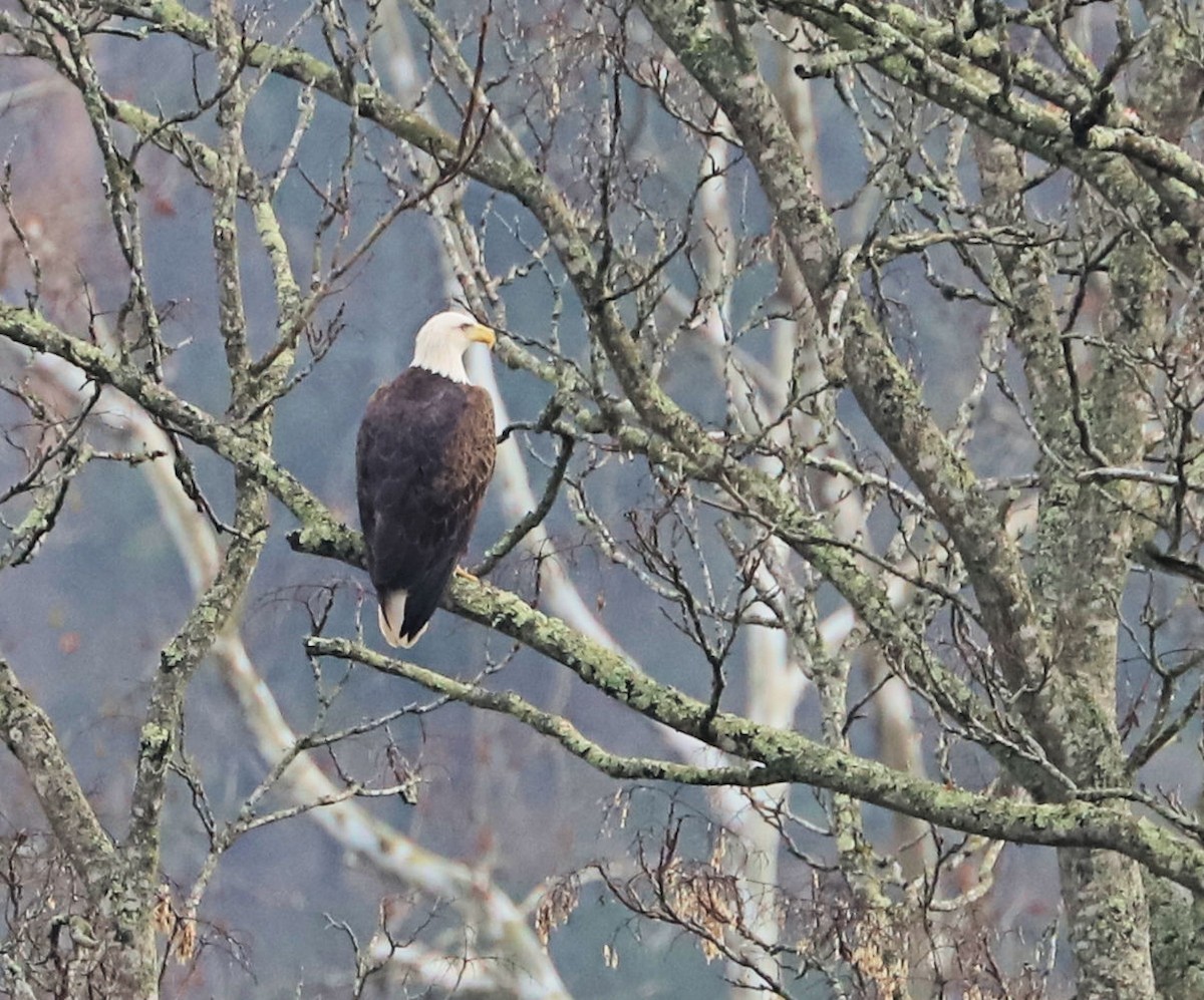 Bald Eagle - ML626503015