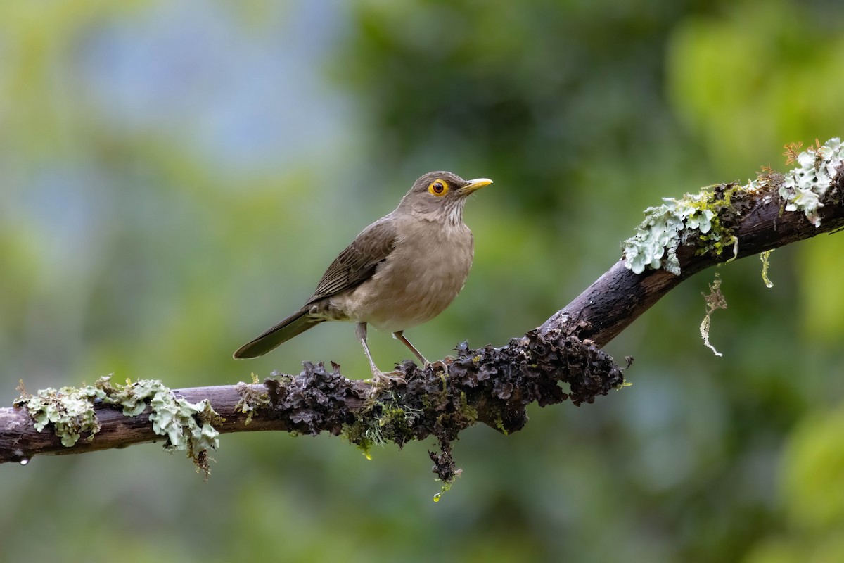 Spectacled Thrush - ML626503042