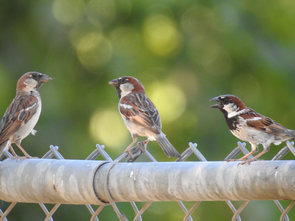 Оронгийн бор шувуу - ML62650311