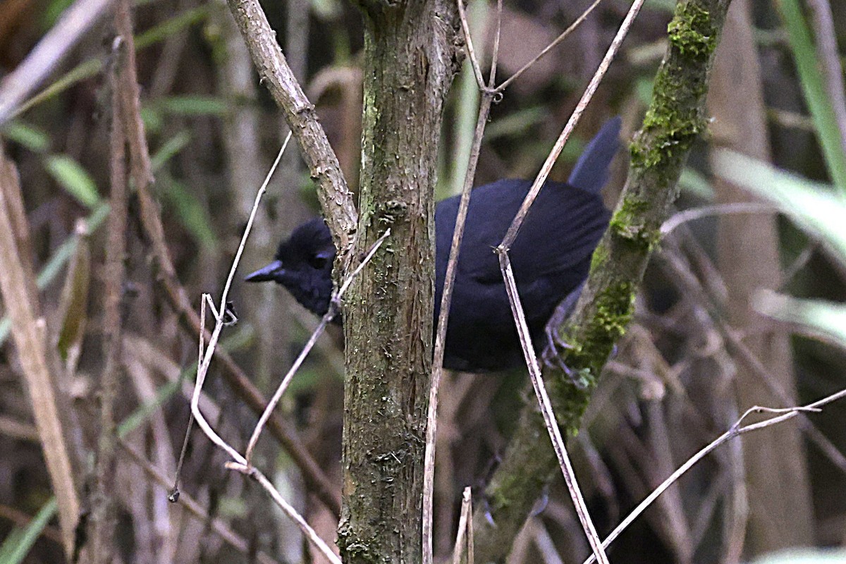 Utcubamba Tapaculo - ML626503127